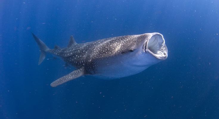 Mergulho com tubarão-baleia em águas cristalinas com Exploratours, com um nadador ao lado do maior peixe do mundo