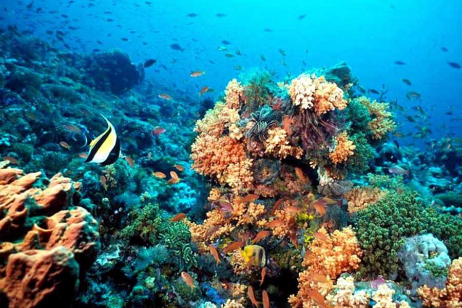 Corais e peixes tropicais nas águas cristalinas de Cozumel, com rica vida marinha do Caribe.