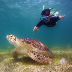 Menino a fazer snorkeling ao lado de uma tartaruga marinha na baía durante excursão em Akumal, Riviera Maya, México