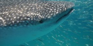 Tubarão-baleia a deslizar calmamente no oceano azul, visto de perto.