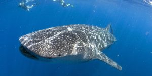 Tubarão-baleia a nadar em águas claras, com o seu corpo gigante e padrão de manchas visível.