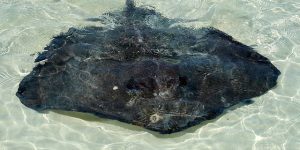 Raia a nadar em águas cristalinas do Caribe, deslizando suavemente sobre o fundo marinho.
