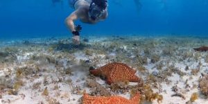 Homem a aproximar-se de estrelas-do-mar em águas rasas e cristalinas do Caribe.