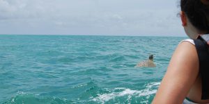 Tartaruga marinha a nadar nas águas cristalinas da Reserva da Biosfera de Sian Ka'an, rodeada por natureza selvagem.