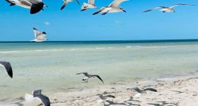 Bando de gaivotas na praia de Holbox, sobrevoando a areia e o mar do Caribe.