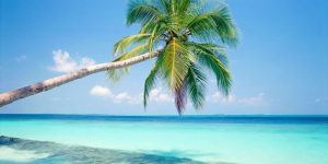 Palmeira em Isla Contoy, com praia de areia branca e mar turquesa ao fundo.