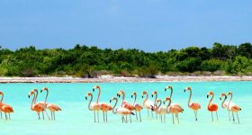 Bando de flamingos no mar de Holbox, em águas rasas com tons rosa e azul do Caribe.