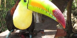 Tucano pousado na selva da Reserva da Biosfera de Sian Ka'an, com bico colorido e vegetação tropical ao redor.