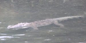 Crocodilo na água na Reserva da Biosfera de Sian Ka'an, rodeado por manguezais e vegetação natural.