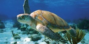 Tartaruga marinha a nadar nas águas cristalinas de Akumal, Riviera Maya