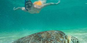 tartaruga akumal